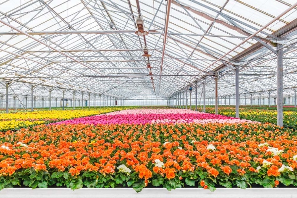 Ambitious: 332% increase in flower cultivation in Tripura